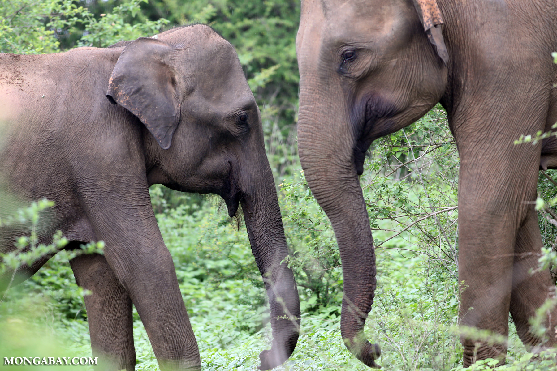 Asian elephants’ picky diet helps shape their forest home, study shows