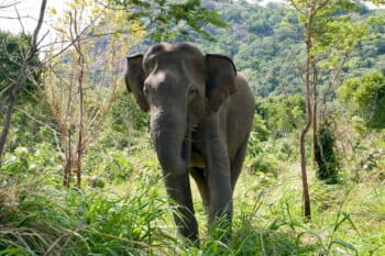 Elephant