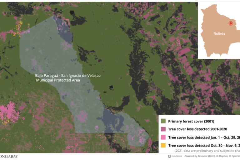 Satellite data from the University of Maryland show Bajo Paraguá has lost areas of tree cover since it was incorporated as a protected area in February, 2021. The large areas of recent loss are the result of fire. 