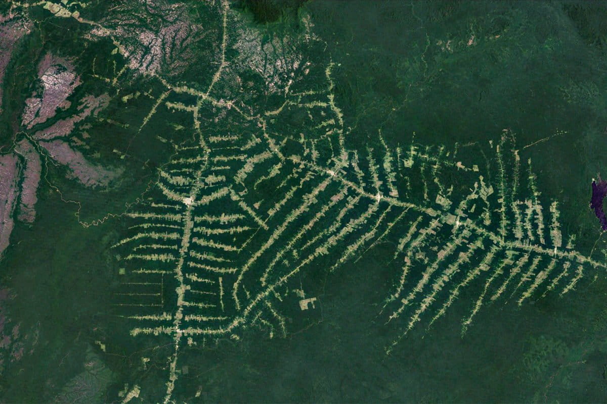 NASA Landsat image showing fishbone deforestation