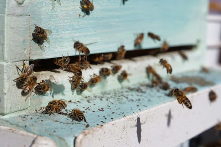 Worker bees come and go from an urban hive. Photo by Jude Coleman 