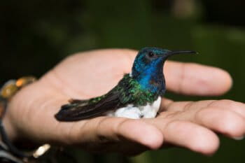 A white-necked jacobin with the brightly colored feather patterns typical of males. Photo by Irene Mendez Cruz.