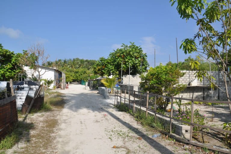 Researchers linked fragmented habitats on urban islands in the Maldives to the declines of small ground-dwelling species. Photo credit: Sebastian Steibl