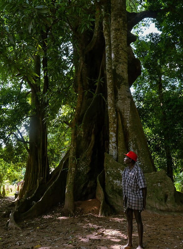 Sane Mane, elder at Ambena, Canhabaque Island, Guinea-Bissau: "I am ok with changing the attitude and the tradition a little bit in search of good things.” Image by Ricci Shryock for Mongabay.