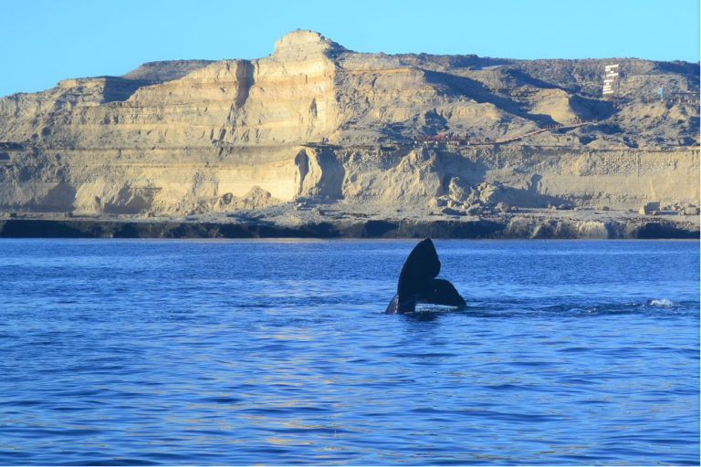 For the last fifty years, the Right Whale Program (Ocean Alliance and Instituto de Conservación de Ballenas) has monitored individual southern right whales off Península Valdés, Argentina, the main calving ground for the Southwest Atlantic population. Photo by Macarena Agrelo