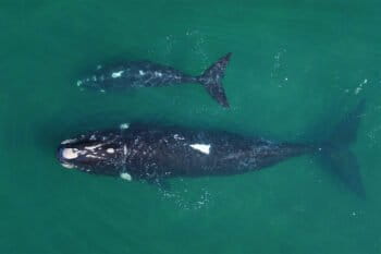 Climate change challenges southern right whale survival. Following strong El Niño events a high proportion of females were missing from their breeding sites. After one year of gestation followed by another year of lactation, reproductive females are vulnerable to a reduced availability of krill, and they may potentially fail to fully recover. Photo by Nicolás Lewin