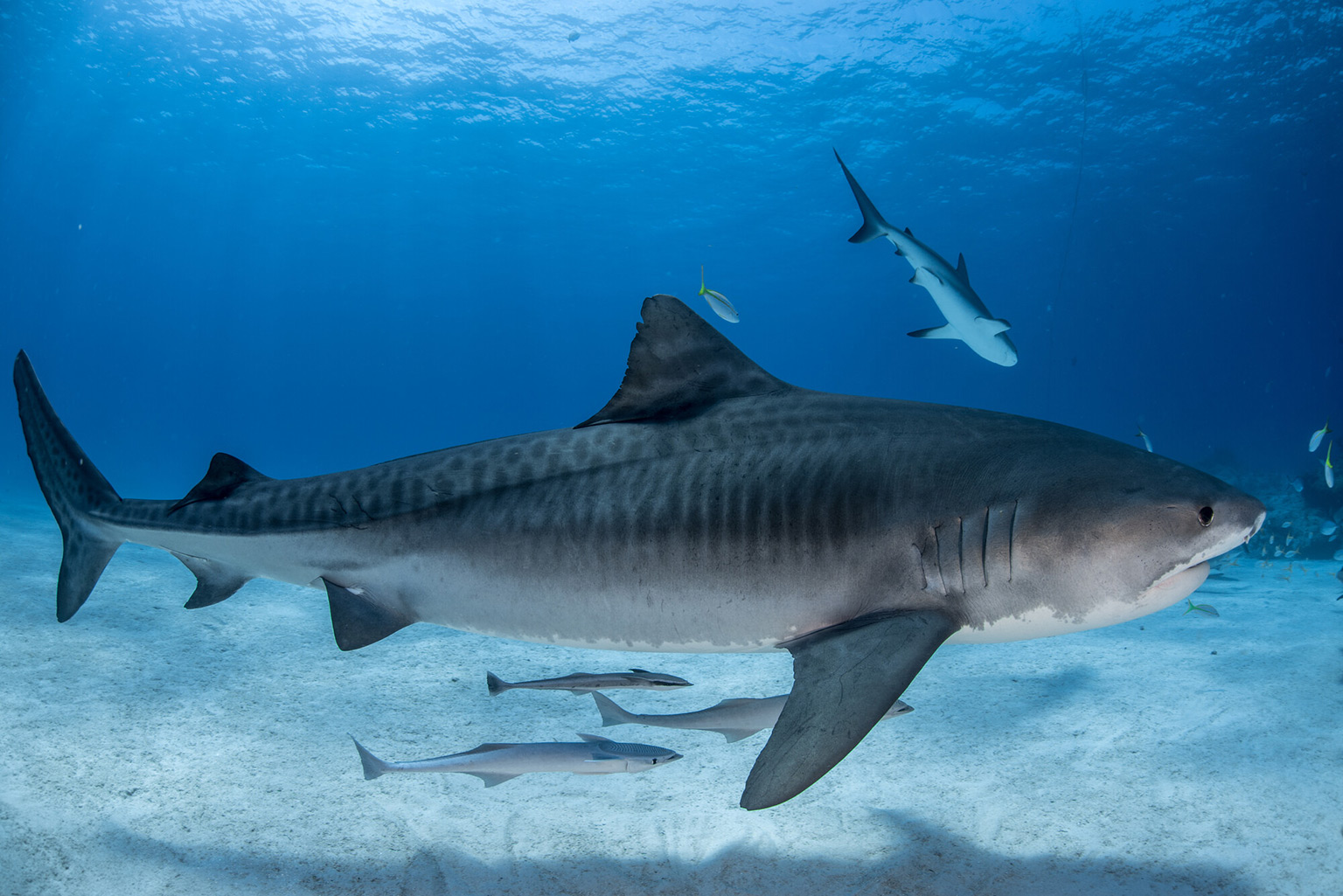 have identified new groups of tiger sharks to protect