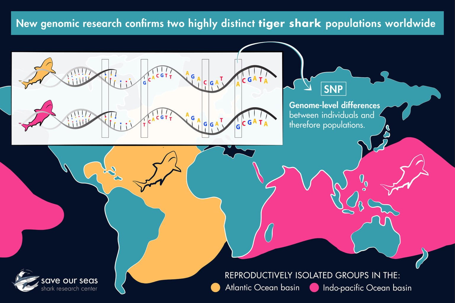 Geneticists have identified new groups of tiger sharks to protect