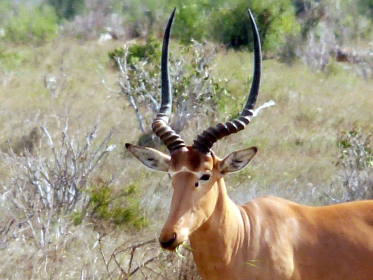 A hirola (Beatragus hunteri) on the savanna. Image by JRProbert via Wikimedia Commons (CC BY-SA 4.0).