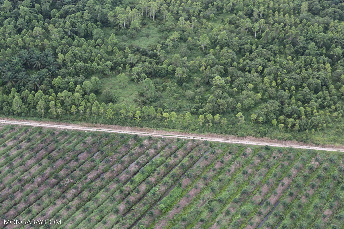 timber plantation 