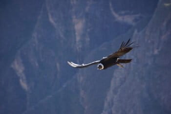 Andean Condor. Photo by Enrique Ortiz