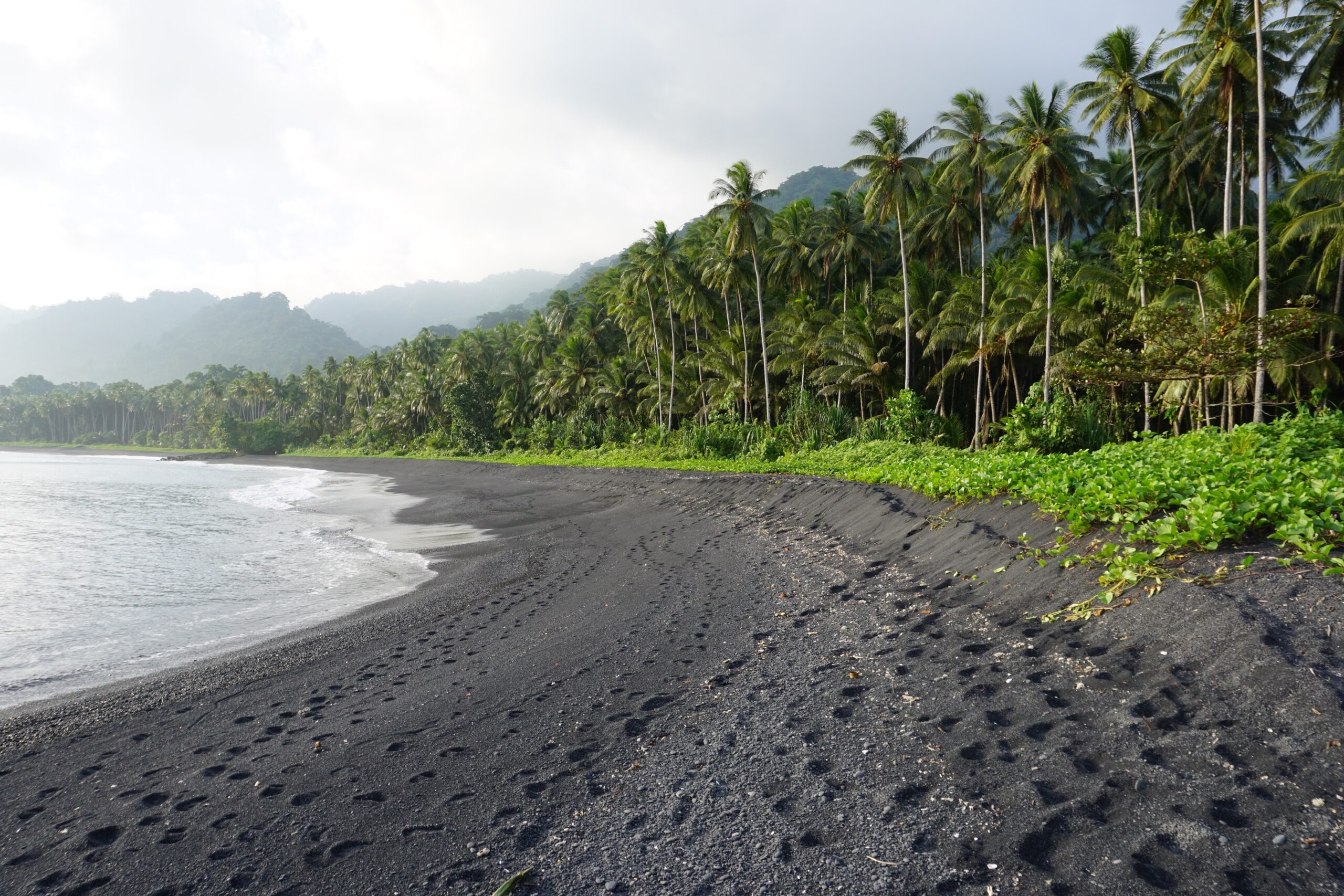 Coconut plantations