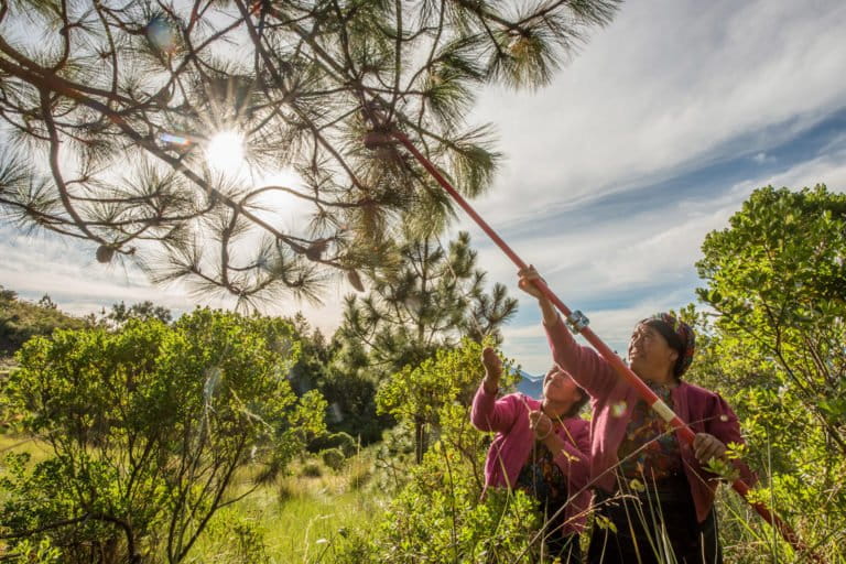 These women, who are part of the Mam indigenous community, are harvesting pine nuts in a forest in Cajolá, Quetzaltenango, to be sold later at a local market. Our work supports reforestation efforts and helps local families sustain themselves economically. Photo credit: Sergio Izquierdo