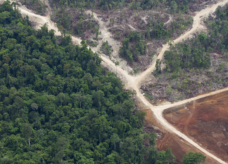 Logging roads in Papua New Guinea's East New Britain Province.