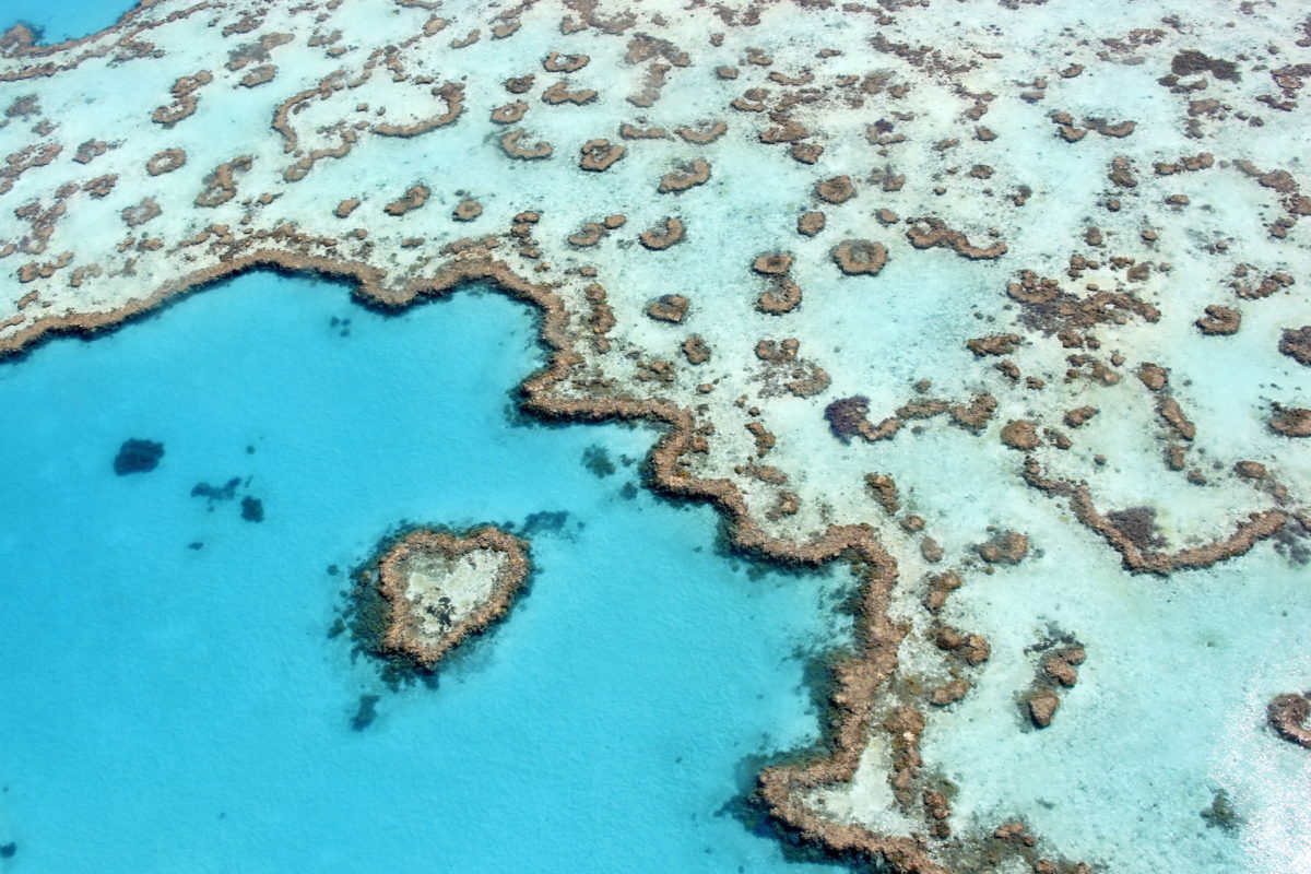 Great barrier reef. Image by Ayanadak123 via Wikimedia Commons (CC BY-SA 4.0).