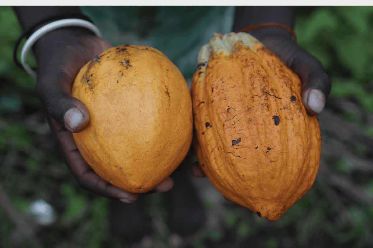 Melanesia tropical fruits