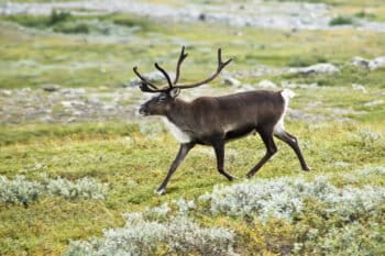A reindeer strolls through a bog in northern Sweden. Image by Alexandre Buisse via Wikimedia Commons (CC BY-SA 2.0).