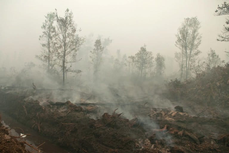 As fire season worsens, Indonesian activists report four companies for burning