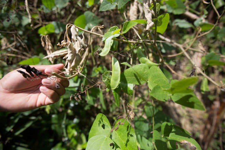 Indigenous crop bean