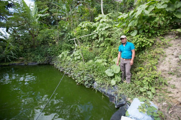 tilapia pond