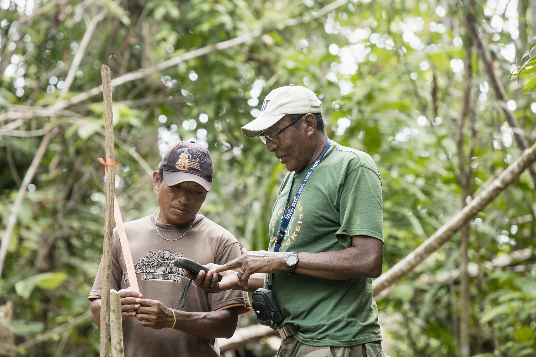 On Patrol and marking territory, Guna Yala, Panama.