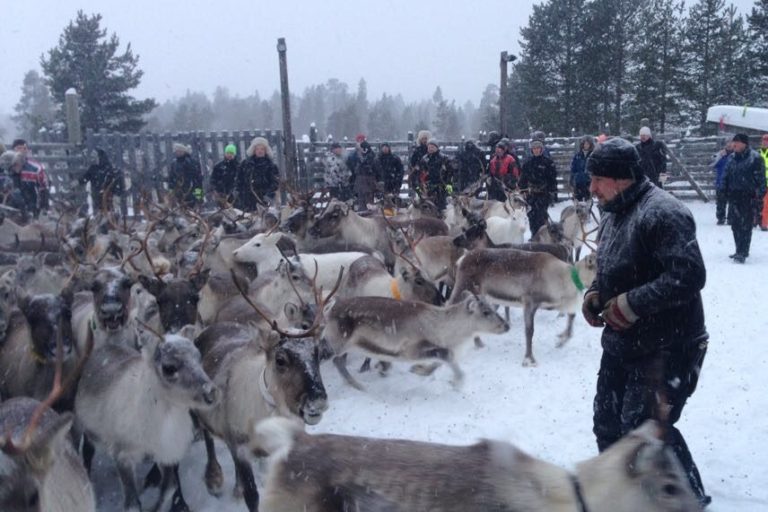 sami reindeer people culture