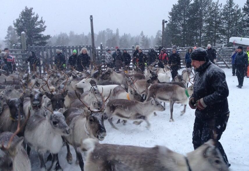 Indigenous reindeer herders