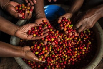 CTPH also supports alternative livelihoods through a social enterprise, Gorilla Conservation Coffee, which supports and markets premium coffee grown by farmers near Bwindi. Image courtesy of Jo-Anne McArthur.