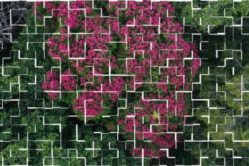 Flowering rainforest tree in the Colombian Amazon. Photo by Rhett A. Butler for Mongabay.