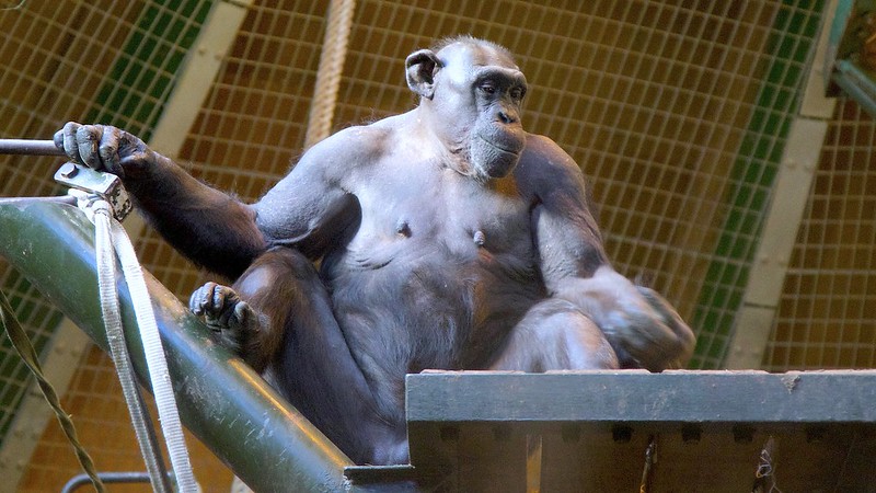 Nigeria-Cameroon chimpanzees are considered the most endangered chimp subspecies. This one, in a UK zoo, has lost much of its hair. Image by Terry Kearney via Flickr (CC BY-NC 2.0).