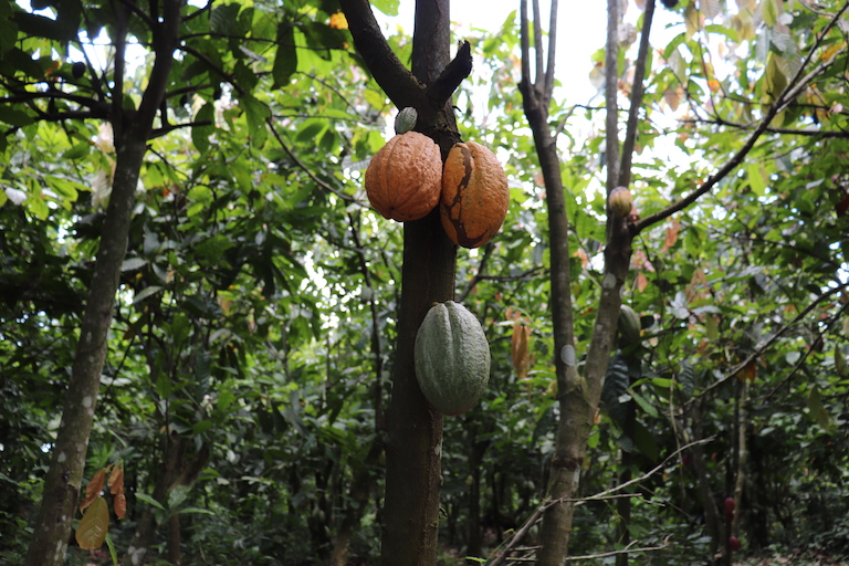 Cacao growing in Oluwa Forest Reserve. Image by Orji Sunday for Mongabay.