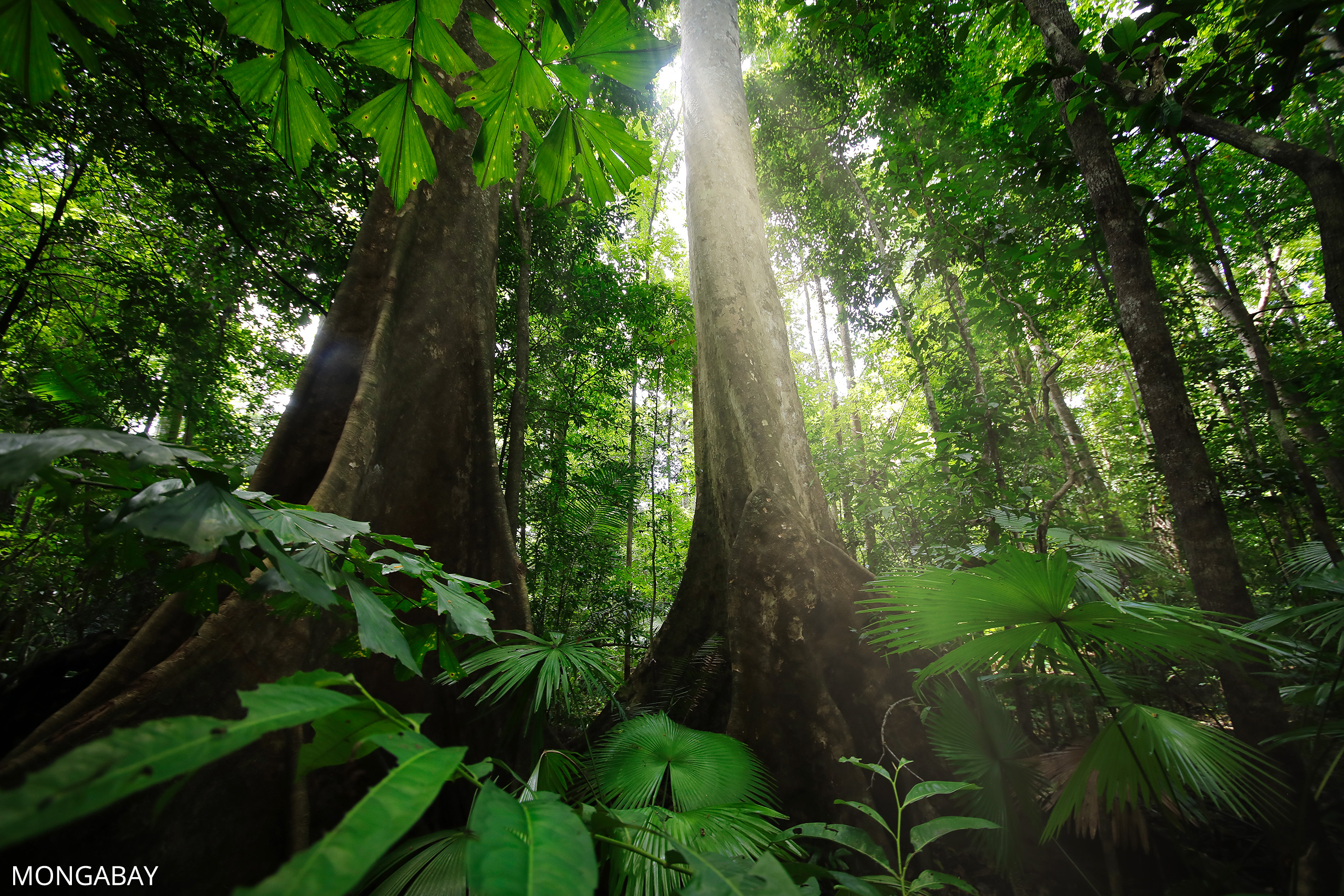 Rainforest in Indonesia. Photo credit: Rhett A. Butler / mongabay