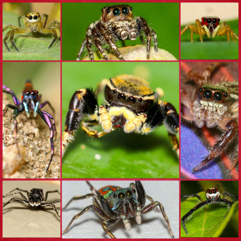 In untangling a taxonomic web, Sri Lankan researchers describe seven ...