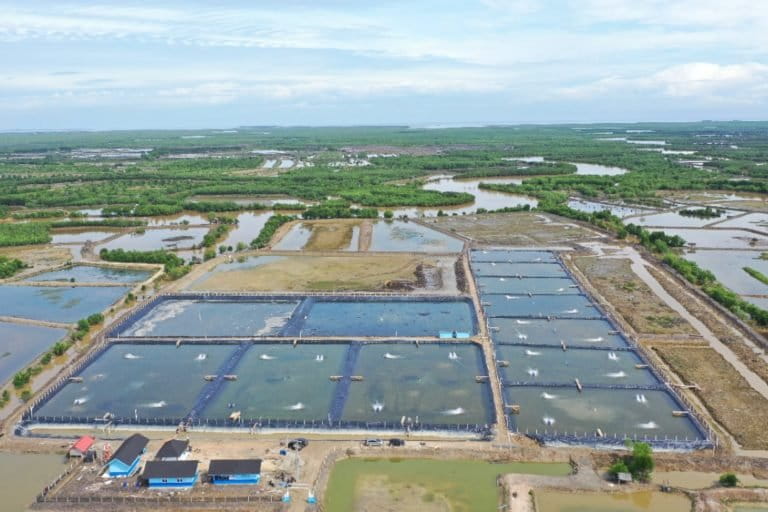 Reviving an ancient way of aquaculture at Hawaii's Heʻeia fishpond