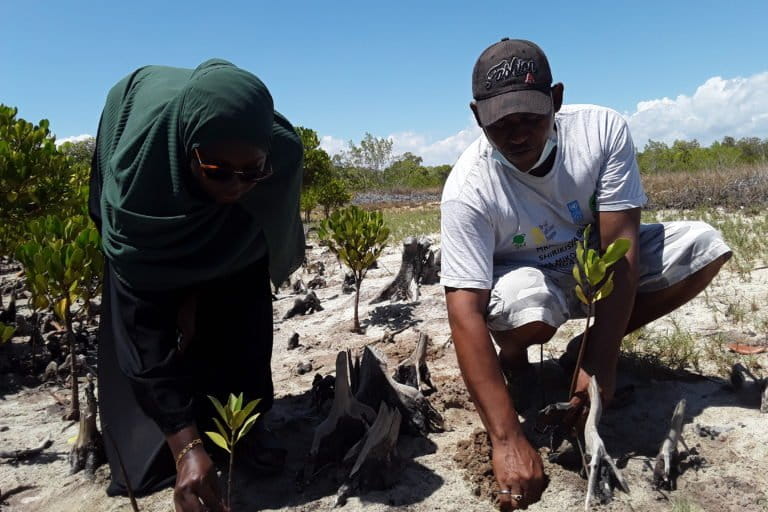 Mangrove planting Kenya