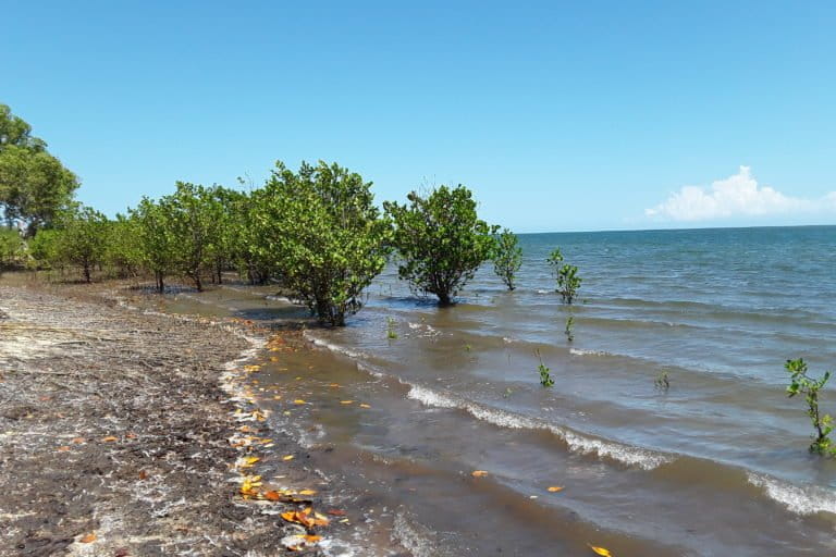 Mangrove forest Kenya