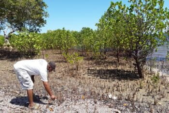 Mangrove forest Kenya