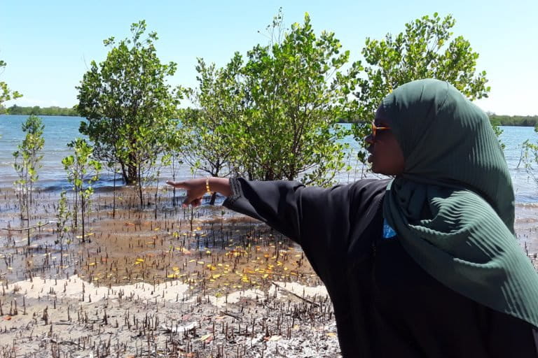 Mangrove forest Kenya