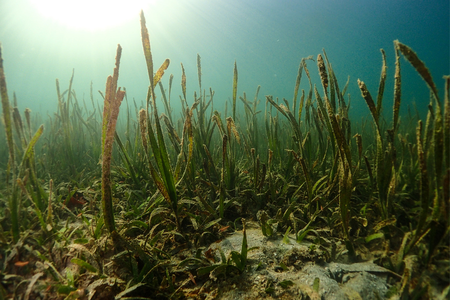 Зостера Морская Водоросль