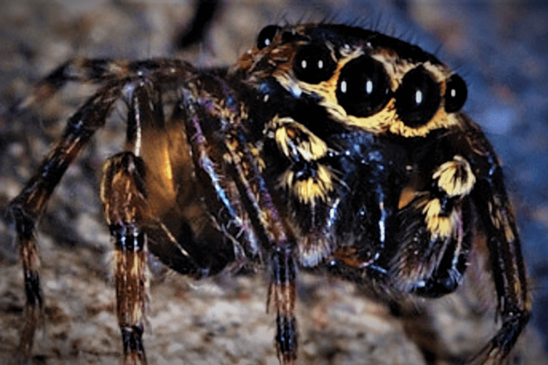 Seven Sri Lankan spider species surprise scientists – Mongabay Kids