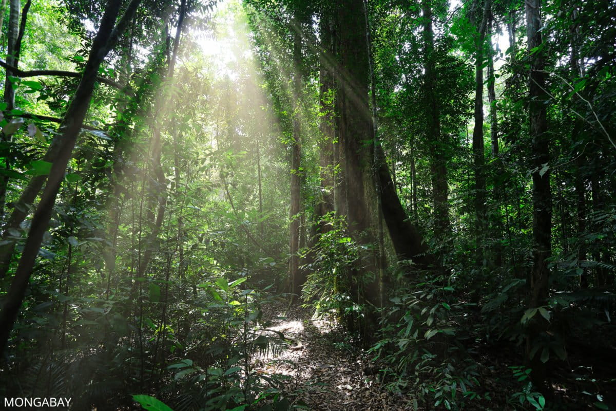 Rainforest in Sumatra. Photo credit: Rhett A. Butler / Mongabay