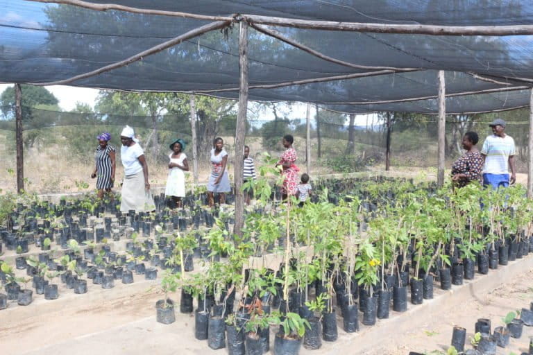 Zimbabwe nursery