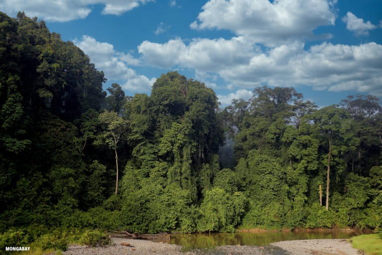 Lowland rainforest in Malaysian Borneo. Photo by Rhett A. Butler / Mongabay