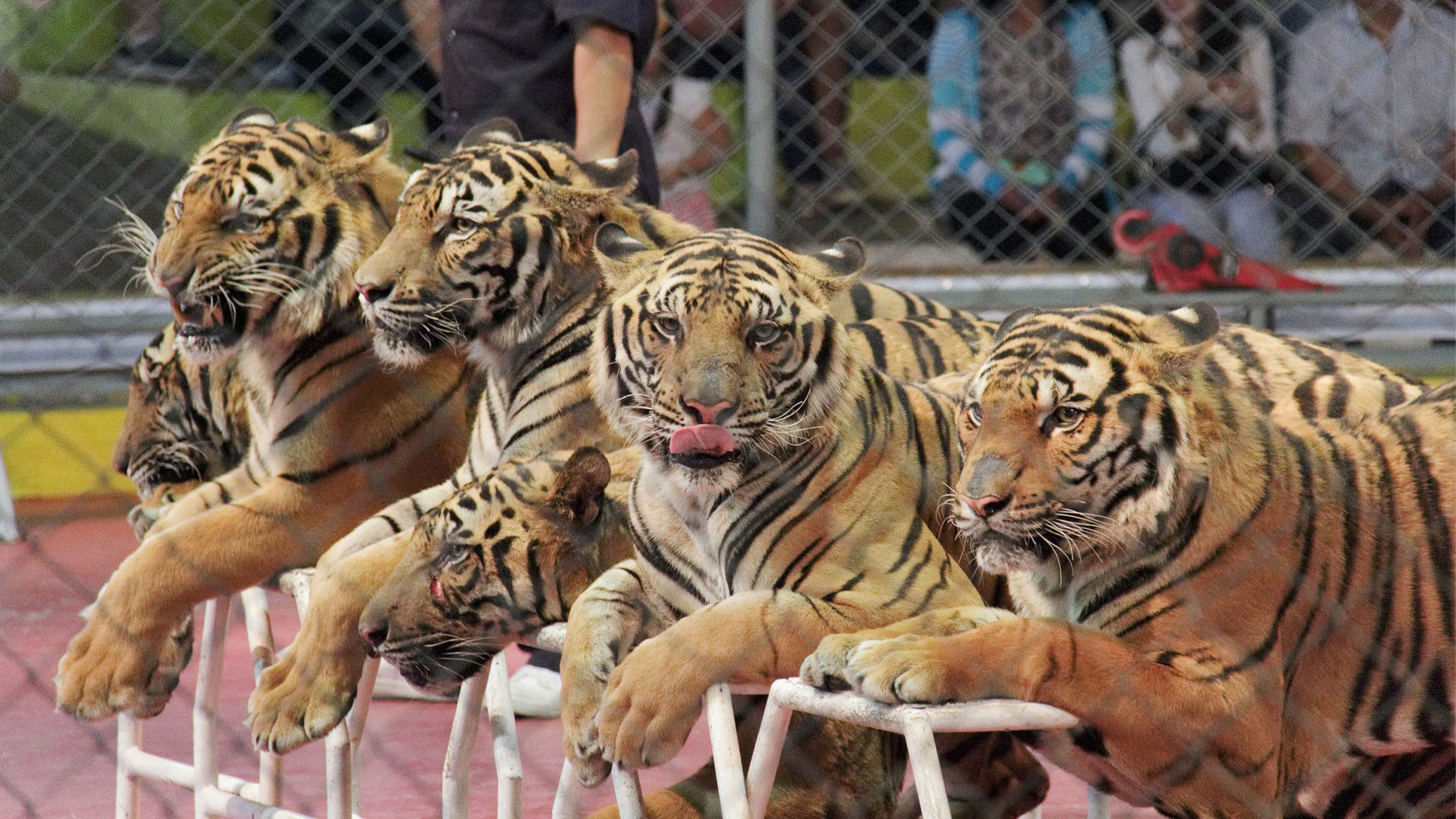 group of siberian tigers