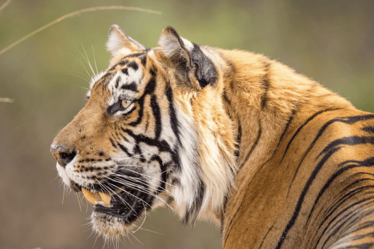 For World Tiger Day, bold new commitments are needed to expand tiger ranges (commentary)