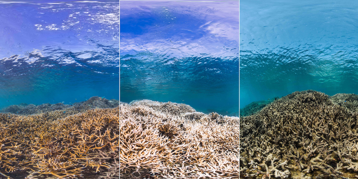 Sea surface temperature has a big impact on coral outplant survival