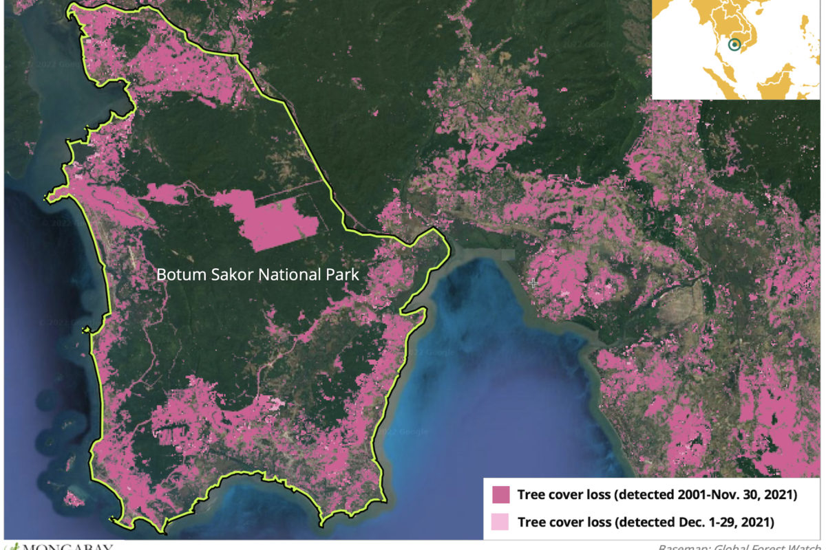Satellite data show large swaths of rainforest in Botum Sakor National Park has been lost since 2001.
