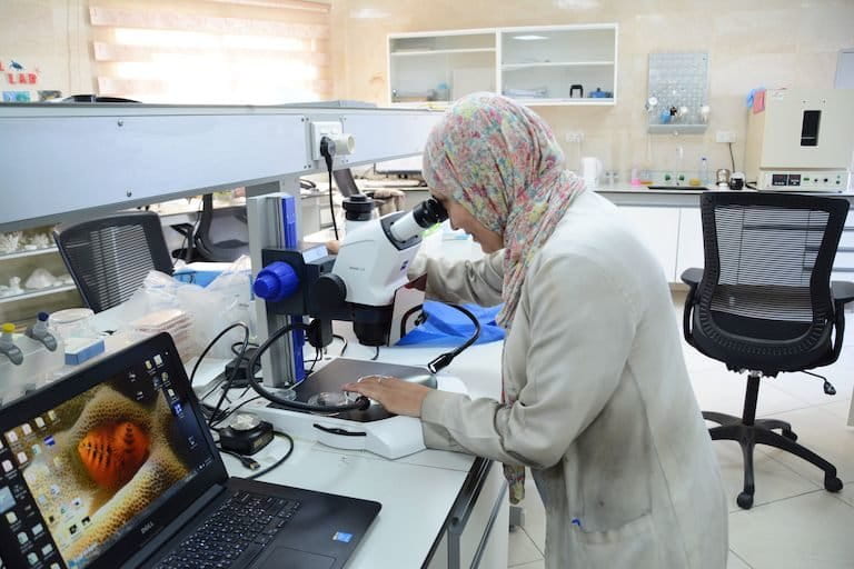 Jordan scrambles to save rare Red Sea corals that can withstand climate  change