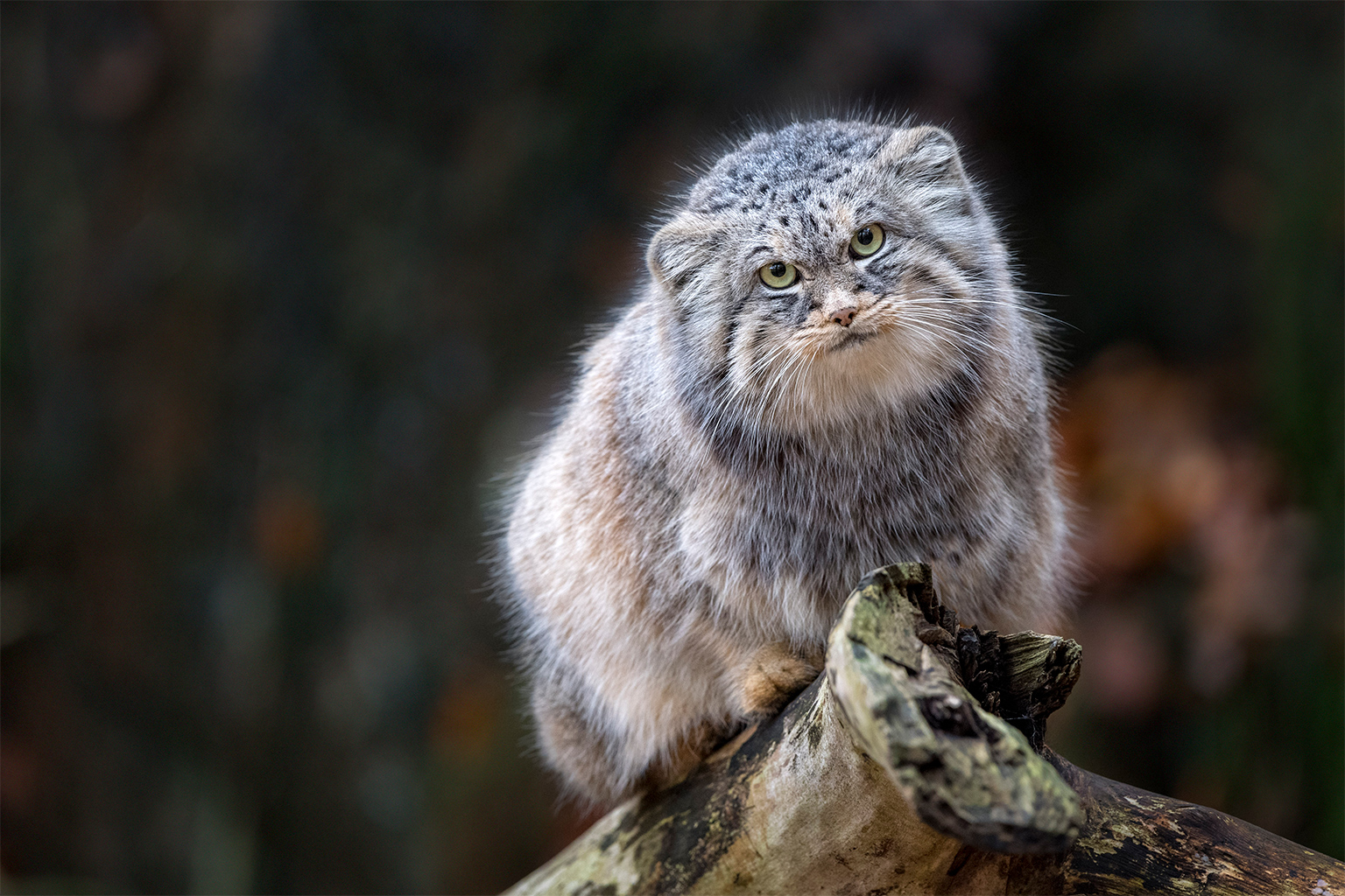 Pallas's cat, Endangered, Steppe, Asia