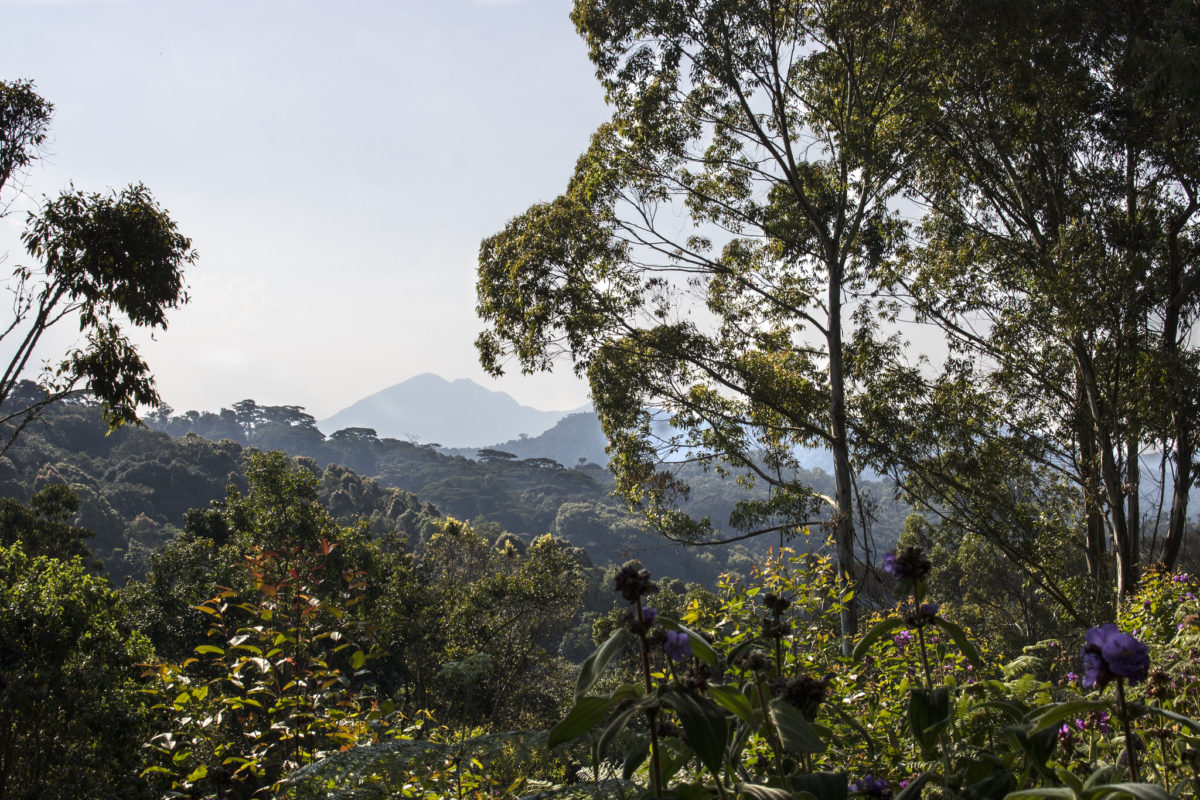 Kahuzi-Biega National Park